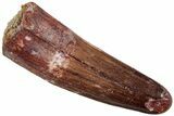 Fossil Spinosaurus Tooth - Feeding Worn Tip & Nice Enamel #227246-1